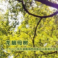 龍腦(nǎo)相冊 